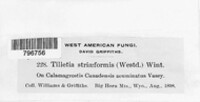 Ustilago striiformis image